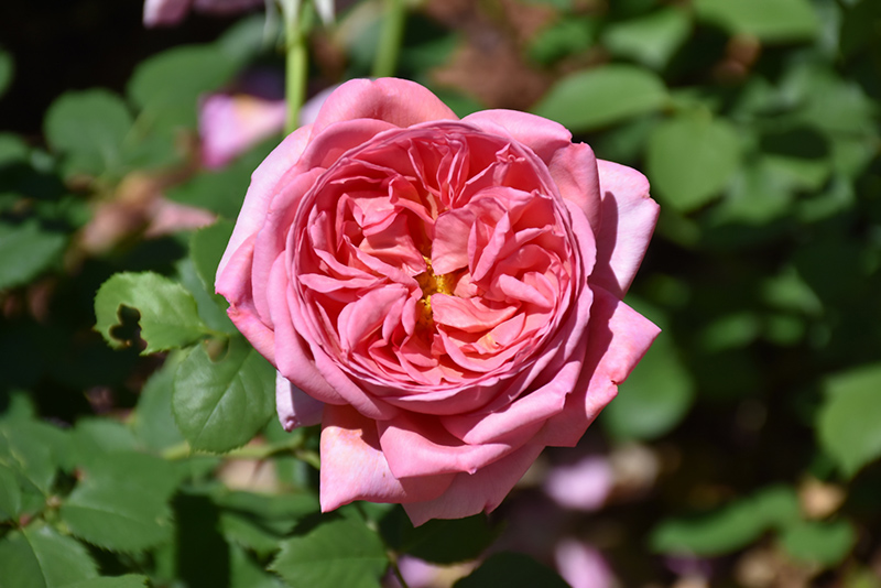 Boscobel Rose (Rosa 'Boscobel') at Glenwild Garden Center