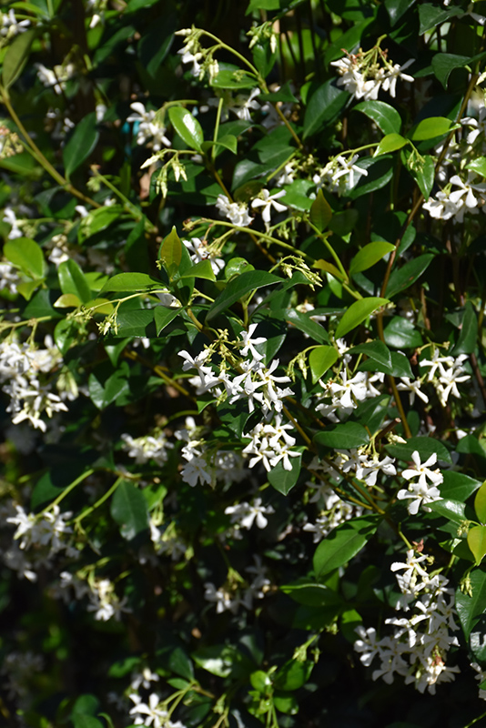 Madison Star-Jasmine (Trachelospermum jasminoides 'Madison') at Glenwild Garden Center