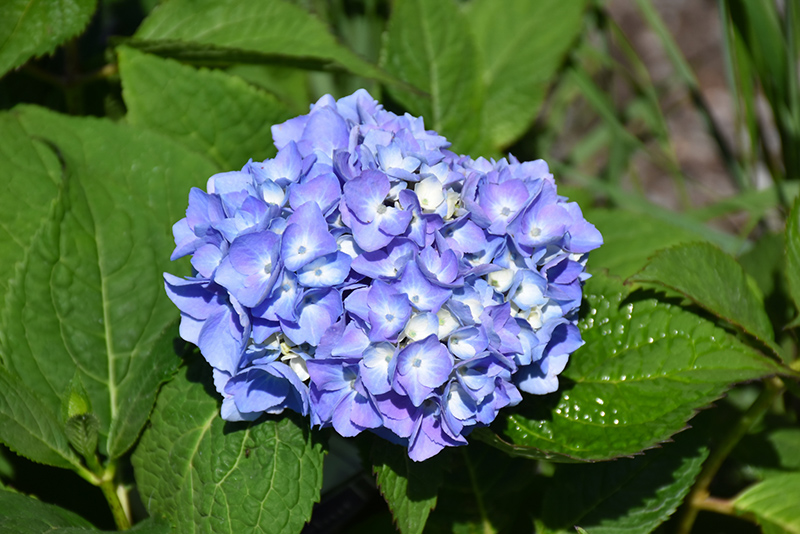 Nantucket Blue Hydrangea (Hydrangea macrophylla 'Grenan') at Glenwild Garden Center