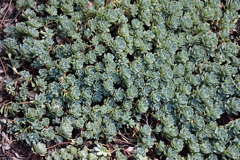Gray Stonecrop (Sedum pachyclados) at Glenwild Garden Center