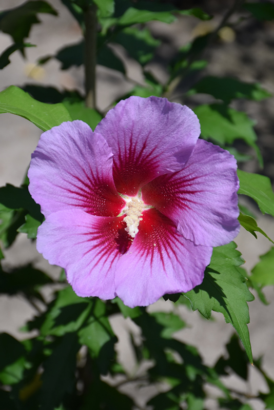 Purple Pillar Rose of Sharon (Hibiscus syriacus 'Gandini Santiago') at Glenwild Garden Center