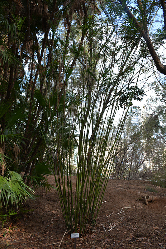 Reed Palm (Chamaedorea seifrizii) at Glenwild Garden Center