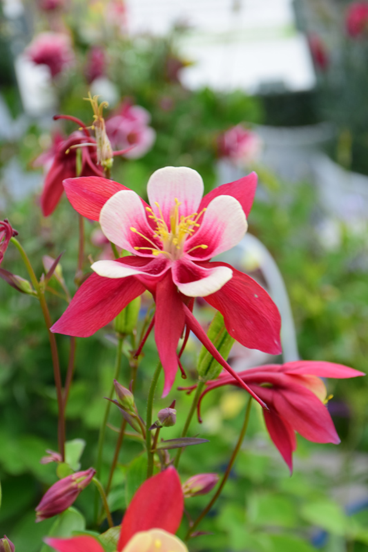 Origami Red and White Columbine (Aquilegia 'Origami Red and White') at Glenwild Garden Center