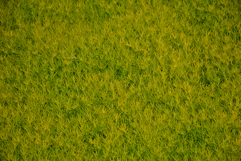 Scotch Moss (Sagina subulata 'Aurea') at Glenwild Garden Center