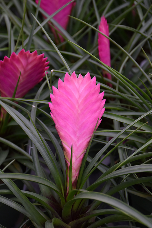 Pink Quill (Tillandsia cyanea) at Glenwild Garden Center