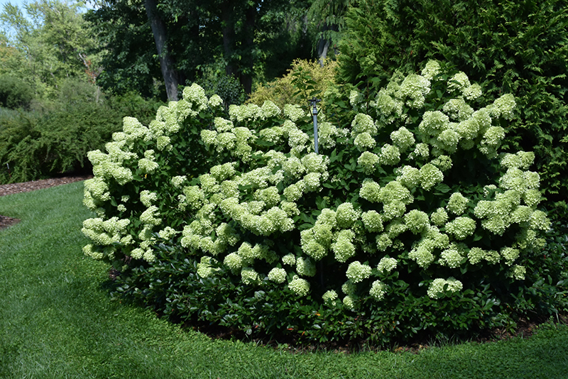 Little Lime Hydrangea (Hydrangea paniculata 'Jane') at Glenwild Garden Center