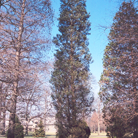 Plant Photo 3