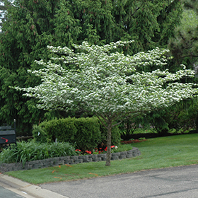 Plant Photo 10