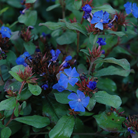 Plant Photo 10