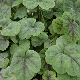 Plant Photo 4