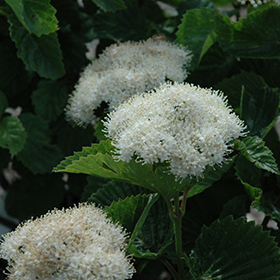 Plant Photo 1