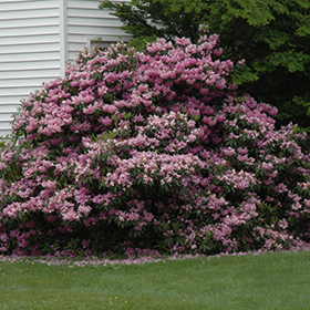 Plant Photo 10