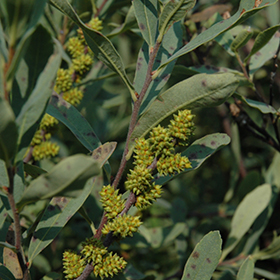Plant Photo 10