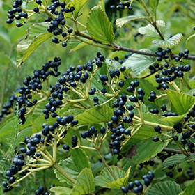 Plant Photo 10