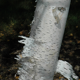 Plant Photo 6