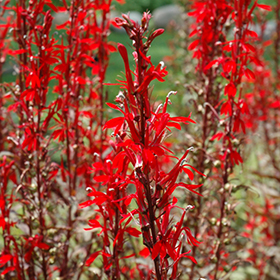 Plant Photo 3