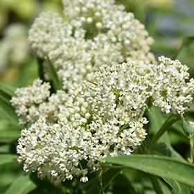 Plant Photo 1
