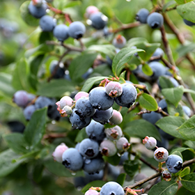 Plant Photo 6