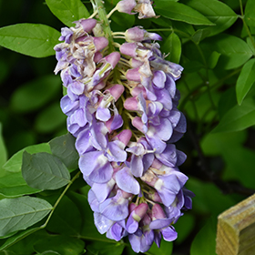 Plant Photo 3