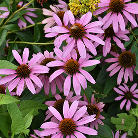 Plant Photo 2