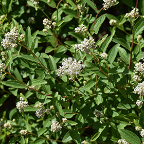 Plant Photo 7